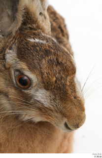 Hare  1 head 0003.jpg